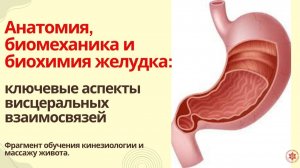 Анатомия, биомеханика и биохимия желудка: ключевые аспекты висцеральных взаимосвязей.