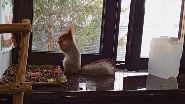 смешные белки