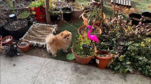 Наше утреннее гуляние, гуляем и не лаем, никому спать не мешаем.