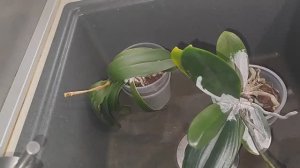 #182 ОрхоVLOG агрессивная болячка. Мокнущие цветоносы. Спустя неделю очередная обработка