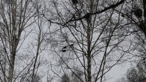 Грачи благоустраиваются и синички на кормушке