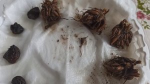 Замочила и высадила ранункулюсы и анемоны.