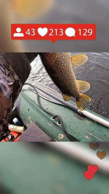 Ловим рыбу на два спиннинга!