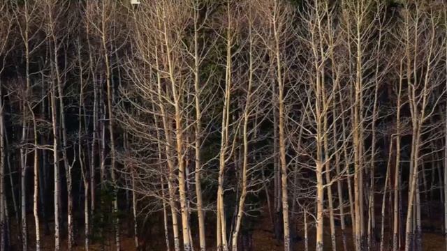 Лес в молитве (Алёна Далида)