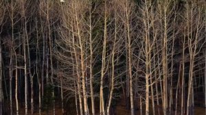 Лес в молитве (Алёна Далида)