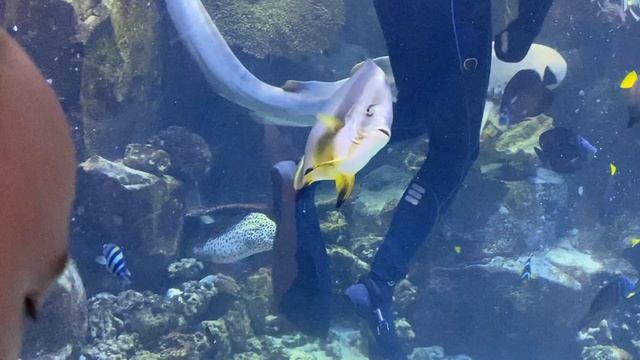 Бесстрашный ныряльщик кормит рыб в аквариуме. Я всё время думал, что его укусят