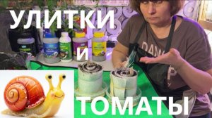 🍅 КАК сэкономить МЕСТО при ПОСЕВЕ рассады? САЖАЮ томаты в "УЛИТКИ" от А до Я
