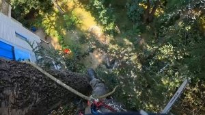 Это угроза! Возле дома большая берёза