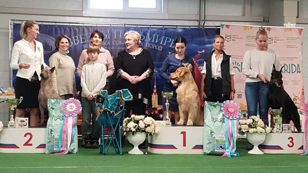 28.02.2026, СПб. Клуб "СЕВЕРНАЯ ПАЛЬМИРА" (РКФ, РФСС). Выставка собак "ЗВЕЗДЫ ПАЛЬМИРЫ" (САС, ЧРКФ)