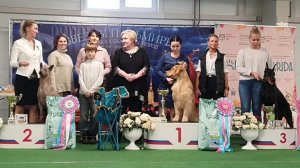 28.02.2026, СПб. Клуб "СЕВЕРНАЯ ПАЛЬМИРА" (РКФ, РФСС). Выставка собак "ЗВЕЗДЫ ПАЛЬМИРЫ" (САС, ЧРКФ)