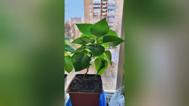 Пуансеттия (рождественская звезда)