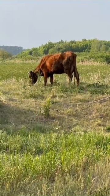 Корова кушает вкусненькую травку на лугу 15.07.2023 год