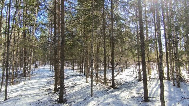 Солнечный день в зимнем лесу. ч.14. Март 2026