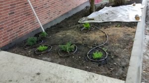 полив на участке.