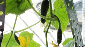 Огурцы на подоконнике зимой в домашних условиях