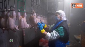 Секреты птицефабрики: как кормят и растят цыплят | «НашПотребНадзор»