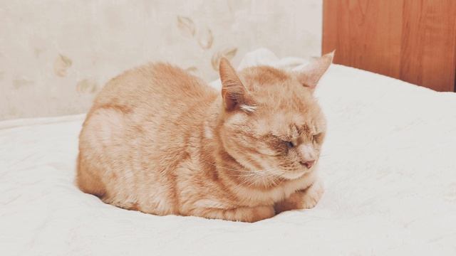 Рыжий кот спит. ч.7