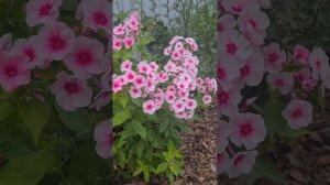 Цветение флоксов летом 2025