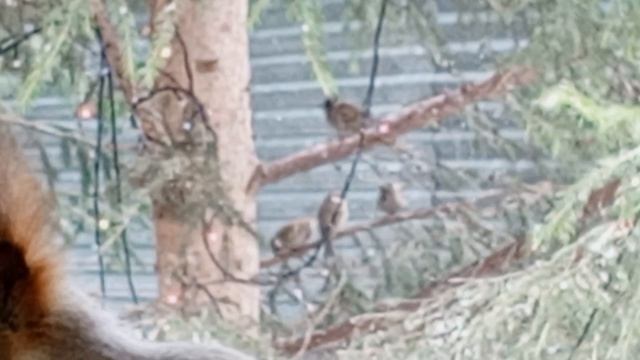 парнишка белочка в доме