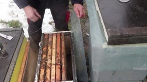 зимовка поздних отводков