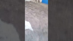 иду домой с прогулки💗