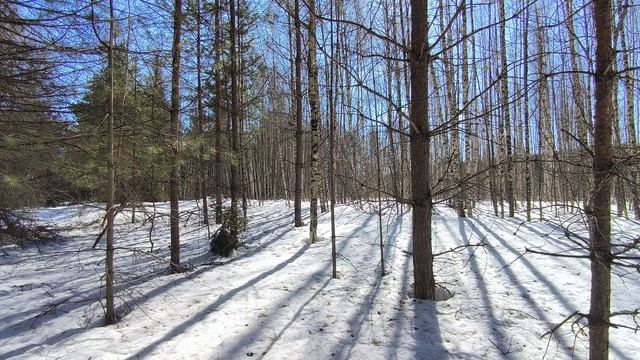 Солнечный день в зимнем лесу. ч.17. Март 2026