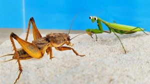 Огромная Медведка против Богомола - эпичная битва! ⚔️