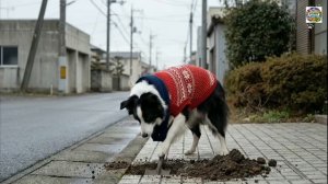 Кошачья семья впервые пробует онсэн посреди зимнего леса