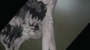 |Wildcraft||meme||cooke||🤍