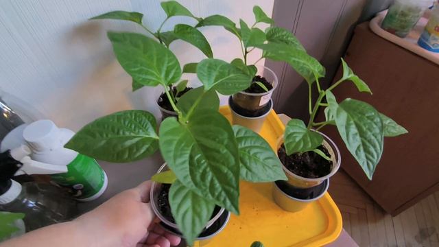 Рассада помидор как хорошо взошла, так и может быстро погибнуть.22 марта воскресенье.