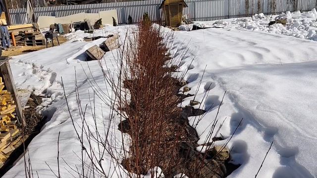 22.03.26 первый шашлык 2026. Раскидывает и накидывает снег. планы по пересадкам:про сирень, тюльпаны