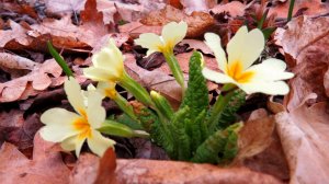 Март в Крымском лесу.