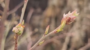 Первая главная ВЕСЕННЯЯ ОБРАБОТКА САДА от болезней и вредителей