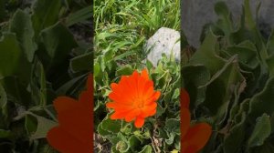 Крым сегодня погода и цветение весны. Крым 22.03.2026 #крым #крым2026 #крымсегодня