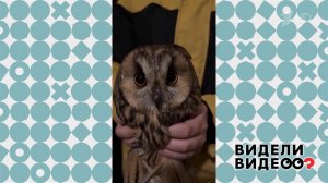 Мальчик принес домой сову. Видели видео? Фрагмент выпуска от 22.03.2026