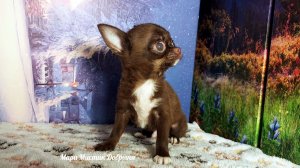 #СКИДКА до 29.03.26 МИНИ Добрыня 3,5 месяца #купить_щенка_чихуахуа_продаю +79215950848