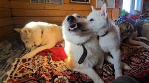 Пока варится каша