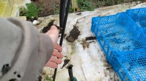 Полив Елена 1