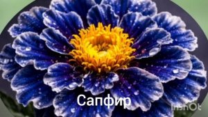 Необычные сорта бархатцев / Искусственный Интеллект? /