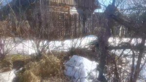 Дача как она есть.22 марта, снег листва и крокусы