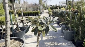 Рододендрон IN VARIETA, CLT 10, 1/2 FUSTO