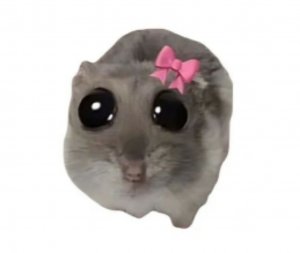 мой гладиолус