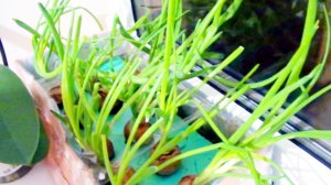 Зеленый лук на подоконнике в контейнере с водой