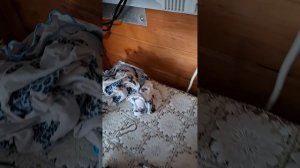 Замена воздухоотводчика на котле бакси эко 4s