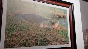 Вот такие черепахи жили на озере!