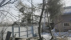 Сосна или Аянская ель, что выбрать.