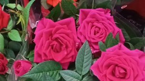 МУЗЫКА🎤🎼🎹🎶 ТОП. ЛЕ-МАНА ПРО. ЦВЕТОЧНЫЙ РАЙ.. ПОЛЮБУЙТЕСЬ НА КРАСОТУ.... ВЫБИРАЕМ ЛУЧШЕЕ.....