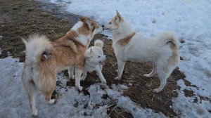 Немного осталось снега