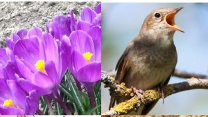 ОНИ ПОЮТ ВЫ СЛЫШИТЕ !?/ ПЕРВЫЕ В ЭТОМ ГОДУ / ТОРТ ЗА 10 МИНУТ БЫСТРО И ВКУСНО