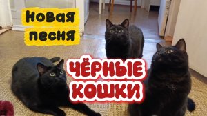 ПЕСНЯ про ЧЁРНЫХ КОШЕК!